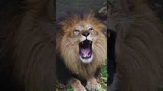 Large Male Lion Growls