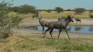 Biology academics talk about their field study in South Africa