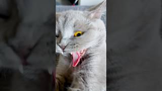 Smart Cat  #shorts #cat #cats