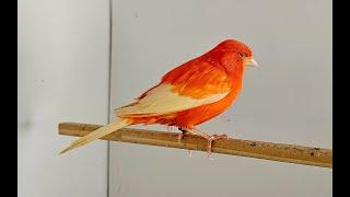 Redfactor Canary Breeding Season 2023 (part 4)