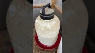 Farm Tuff Chicken Waterer Review & Demo