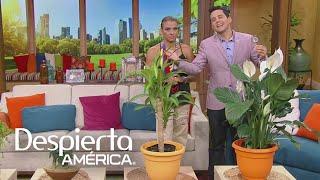 Rodéate de energía positiva colocando estas plantas en casa