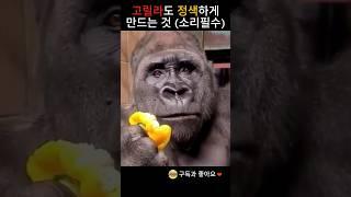 고릴라도 정색하게 만드는 것은?!