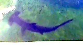 Sharks at Coconut Island