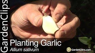 Planting Garlic - Allium sativum - Growing Garlic - When to plant Garlic