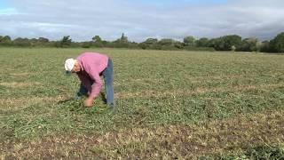 Cotswold Seeds First Hand: Green Manures with Jonathan Boaz