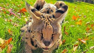 Chloe the Serval plays outside in the fall 