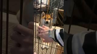 飼い主の教育に失敗した柴犬こまちゃん。#shorts