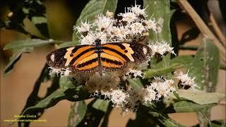 Eueides isabella dianasa Jardim Botânico-SP 8 2021 Antonio Silveira