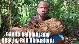 Joebert asor | Ganito Kalalaki ang Ugat Ng Red Alingatong