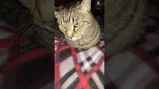 loaf cat 