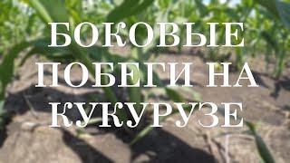 Боковые побеги на кукурузе  причины возникновения