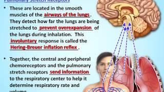 Respiratory System Lesson #4 PowerPoint (by Tangstar Science)