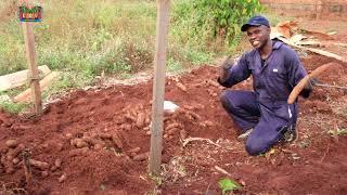 2 New  White yam varieties with fantastic yield || A must Watch!