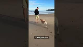 Oreo the Dog loves the beach