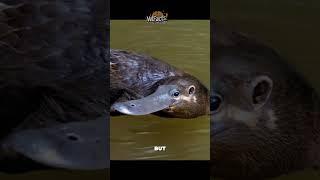 Why the Platypus Is Evolution's Biggest Mystery and a Real-Life Glitch!