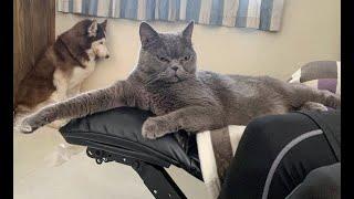  Sit quietly, you are punished!  Funny video with dogs, cats and kittens! 