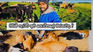 අපේ කිරි ගොවිපලේ හොදම දවස් || Dairy Farming in New zealand #travelfarmer #viralvideo