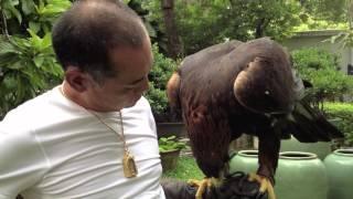 Golden Eagle Training, Started Maning Kamchatka Golden Eagle