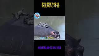 搞笑動物系列第522集 動物界那些愛搭順風車的小可愛！ #搞笑 #黃狗 #主人  #animals #老友狗狗 #funny #老友狗狗 #大熱門 #cat #大熱門 #monkey #pets