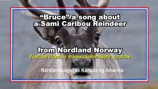 Bruce a song about a Sami Caribou Reindeer from Nordland Norway