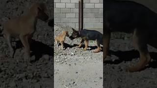 Рекс 3 ай 10 күн. #germanshepherd #собака #животные #собаки#рекс #овчарка #немецкаяовчарка