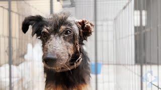 Locked Away So Nobody Could See His Condition This Dog Was Saved By Viktor Larkhill's VET Rescue