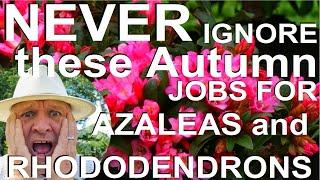 Never Ignore these Autumn Jobs for Rhododendrons and Azaleas