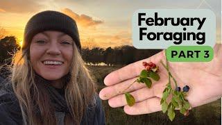 February Forage for Edible Plants in the Peak District (Part 3/3) | UK Winter Foraging