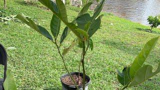 How to graft Jackfruit tree