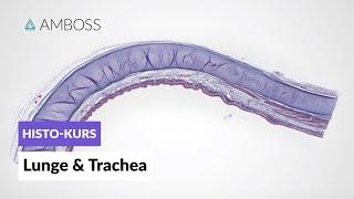 Histologie der Lunge und Trachea - Mikroskopische Anatomie - AMBOSS Video