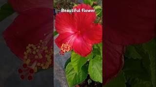 Hibiscus flower/gudhal#flowers#nature#shortsfeed#viralvideo#yt#gardening#viral#ytshortsindia#shorts