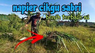 [Episod1232] pak long kumpul benih napier di kebun abah untuk bagi kepada kawan