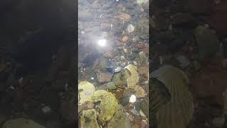 Морская звезда сахалинского побережья Охотского моря. Starfish.