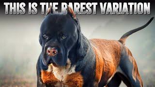 10 Different Types Of Dog Breeds