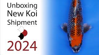 Unboxing of over 400 koi hand picked in Japan