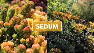 Hardy Sedum (Stonecrop) Succulents 101 - Care Tips & Unique Traits