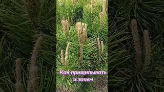 *"Если хочешь пушистые хвойные — делай именно так! "*#хвойные #хвойныйсад #хвойныерастения