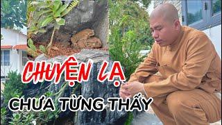 XÚC ĐỘNG TÌNH MẪU TỬ MẸ CON NHÀ CÓC #cusinhuanduc