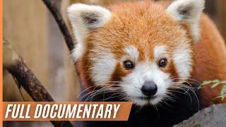 Breathtaking and rare images of a red panda in the depths of the Himalayas | Full Documentary