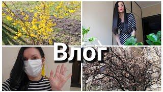 Цвітуть абрикоси/ Була у лікаря/ ВЛОГ