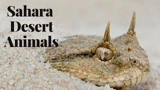 Sahara Desert Animals