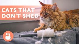 8 CAT BREEDS That SHED the LEAST 