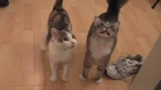 Kittens And Cats Meowing