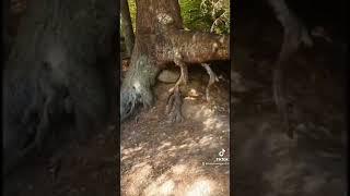 Walking tree caught moving #shorts