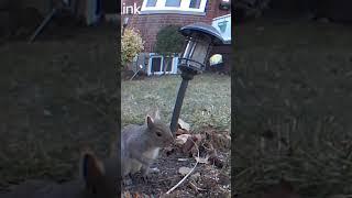 Tiny Furry Escape: Baby Squirrel Dash!