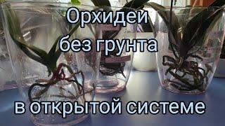 24.03.21.ОРХИДЕИ в открытой системе. без грунта..