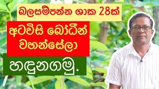 බලසම්පන්න ශාක 28ක් දන්නවද? | අටවිසි බෝධීන් වහන්සේලා|Atavisi Bodeen Wahansela|Ceylon Agri|Episode 105