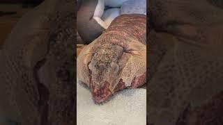 Massive lizard sheds his skin