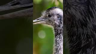 Unveiling the Exquisite Beauty of the Emu Bird!  #nature #birdwatching #wildlifewonder